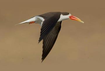 Wildlife & Birding Tour Of Gujarat